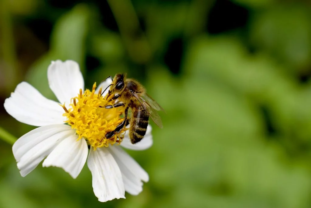 abeja flor así se recolecta el polen