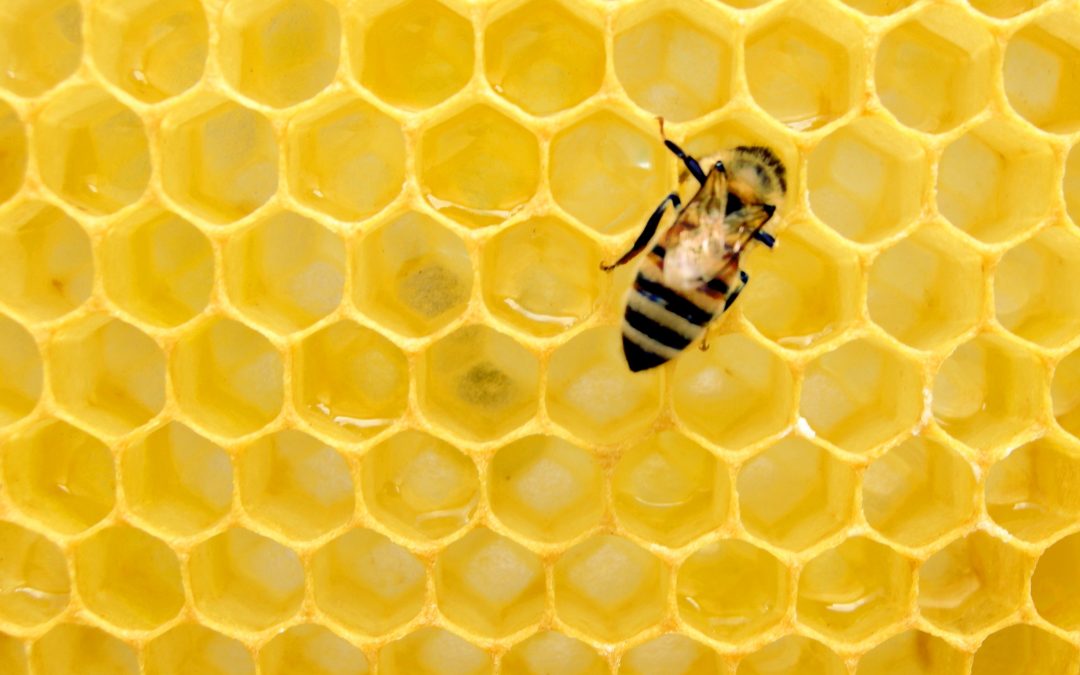 por qué se cristaliza la miel